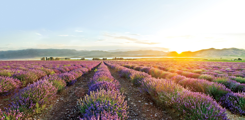 Young Living Farms